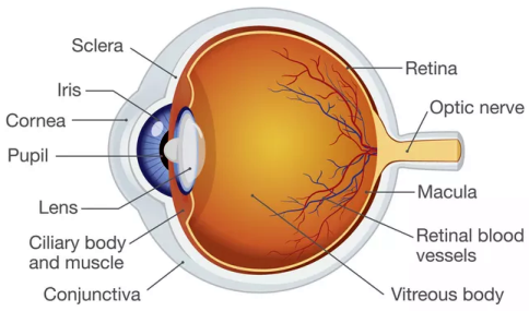 Anatomy of the human eye.